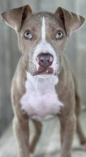 Huckleberry