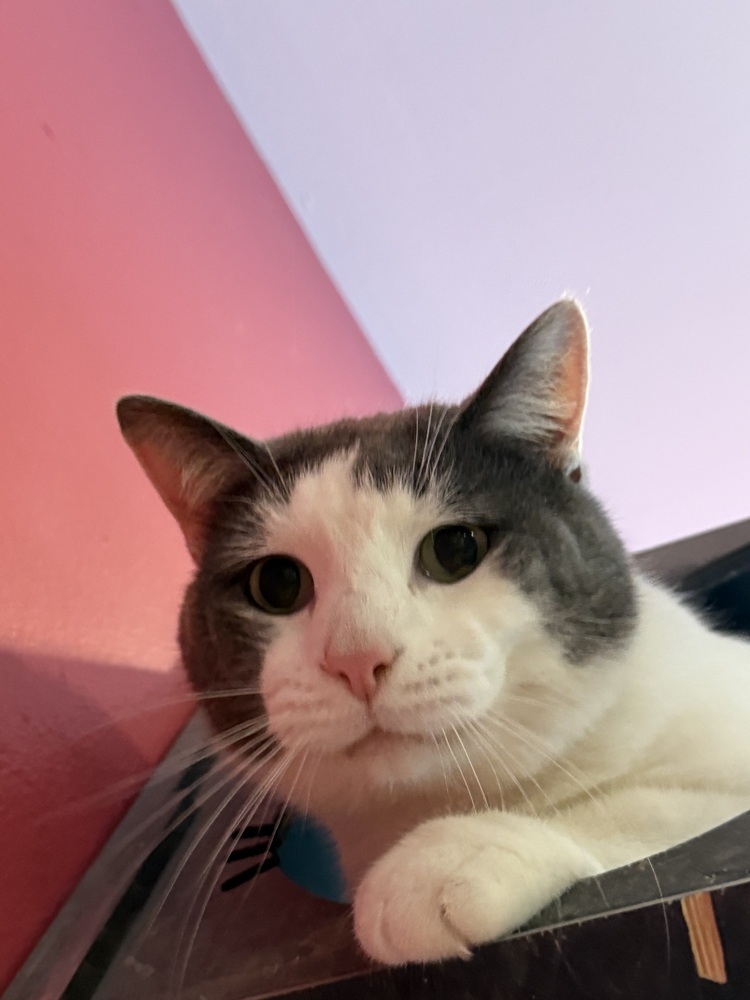 Helmut