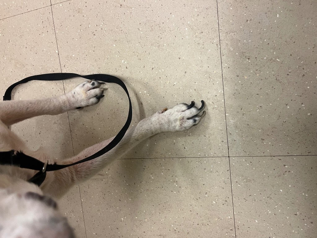 Puppy