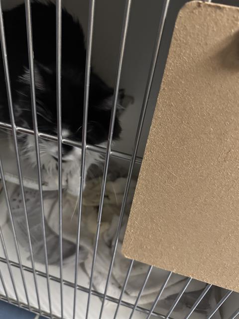 FELIX