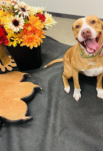 MAYHEM, an adoptable Rhodesian Ridgeback, Mixed Breed in Globe, AZ, 85501 | Photo Image 1