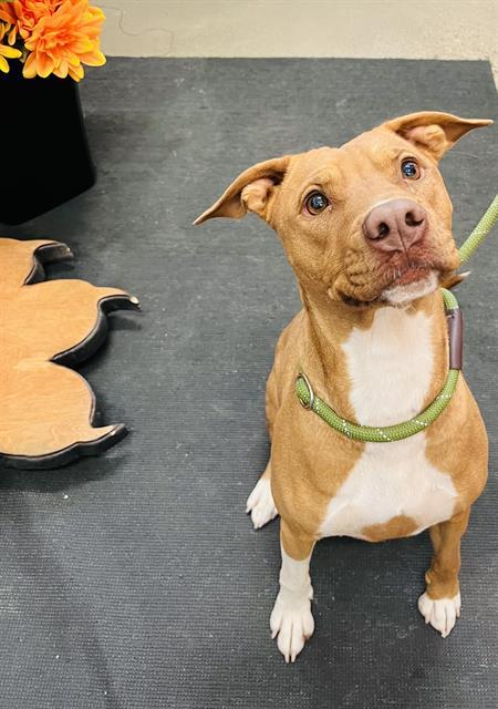 DELILAH, an adoptable Rhodesian Ridgeback, Mixed Breed in Globe, AZ, 85501 | Photo Image 1