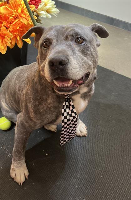 DIESEL, an adoptable Pit Bull Terrier, Labrador Retriever in Globe, AZ, 85501 | Photo Image 1