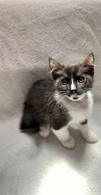 ROSIE