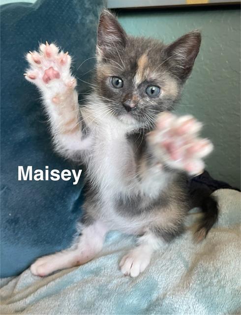 MAISEY