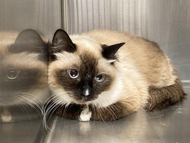 AMBER, an adoptable Himalayan in Tustin, CA, 92782 | Photo Image 1