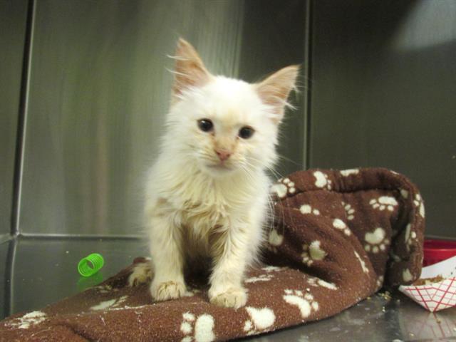 STEGS, an adoptable Himalayan in Tustin, CA, 92782 | Photo Image 1