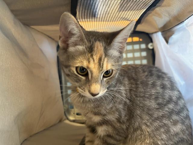 MIA