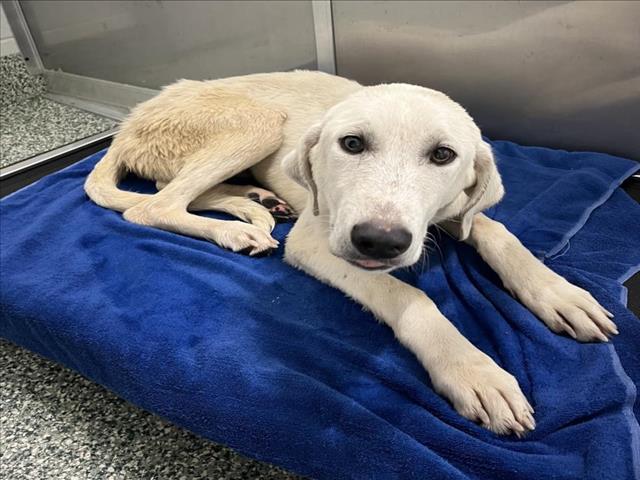 BUD, an adoptable Akbash in Salisbury, NC, 28146 | Photo Image 1