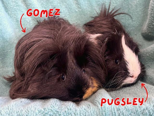 GOMEZ