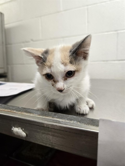 FAWN, an adoptable Domestic Short Hair in Casper, WY, 82601 | Photo Image 1