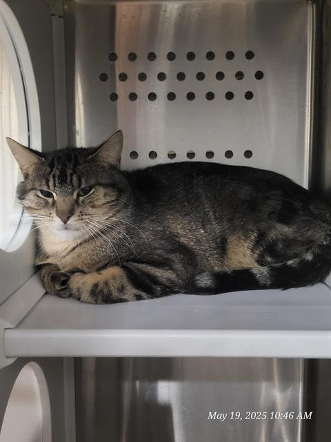 ALLY, an adoptable Domestic Short Hair in Casper, WY, 82601 | Photo Image 1
