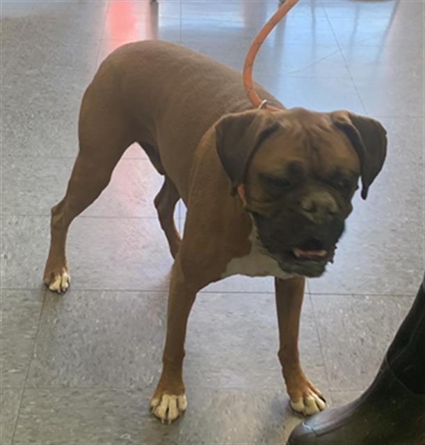ROCKY, an adoptable Boxer in Casper, WY, 82601 | Photo Image 1