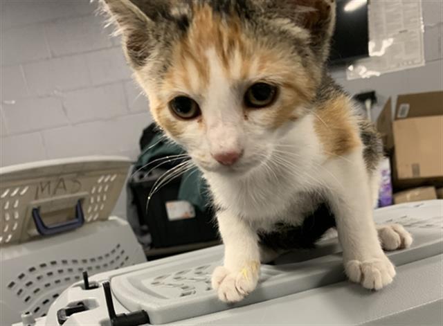 CINNAMON, an adoptable Domestic Short Hair in Casper, WY, 82601 | Photo Image 1