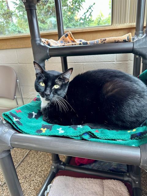 ENID, an adoptable Domestic Short Hair in Frisco, CO, 80443 | Photo Image 1