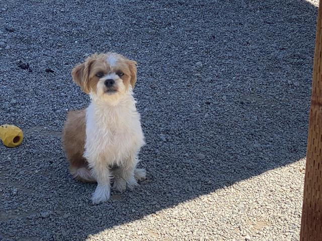 BENJI*