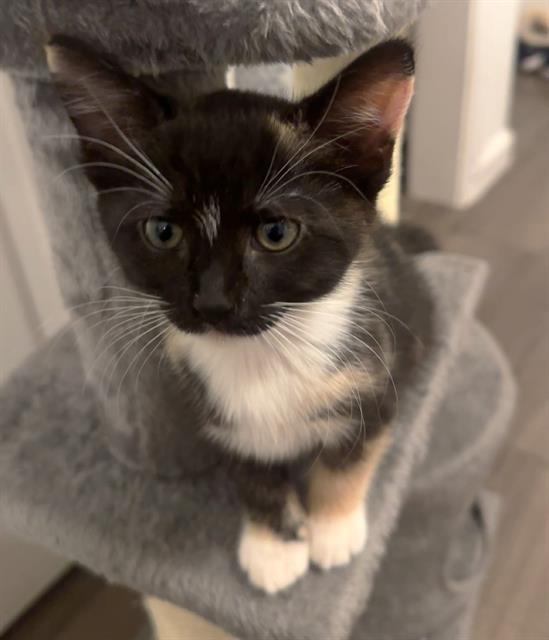 TINI