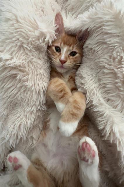 CHEDDAR