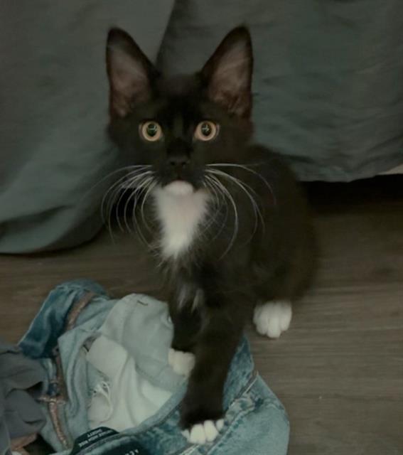 SOCKS