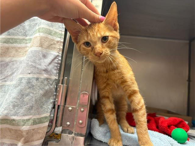 TIGGER