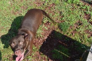 LUCILLE