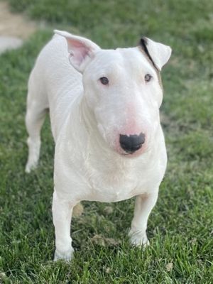 Sparky (AKA Donner)
