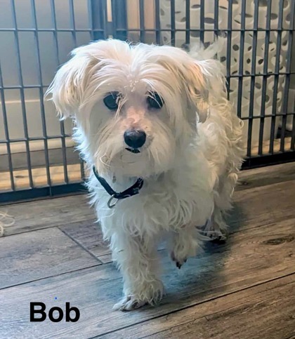 Bob bonded to Bonnie