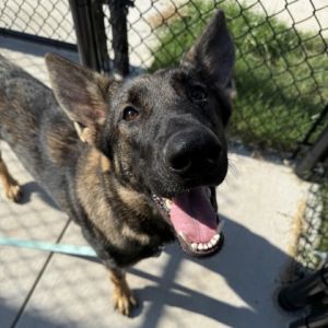 Odin