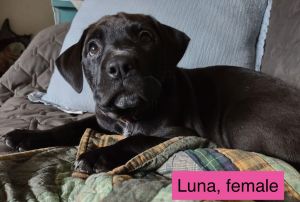 Luna