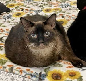 Gizmo/Tucker