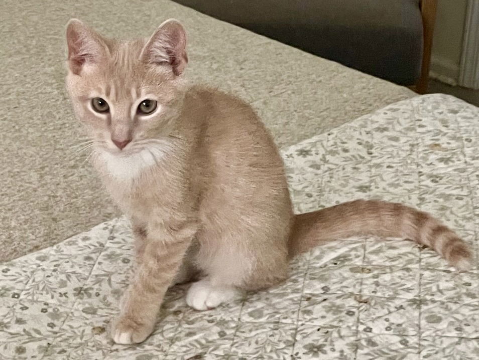Nash