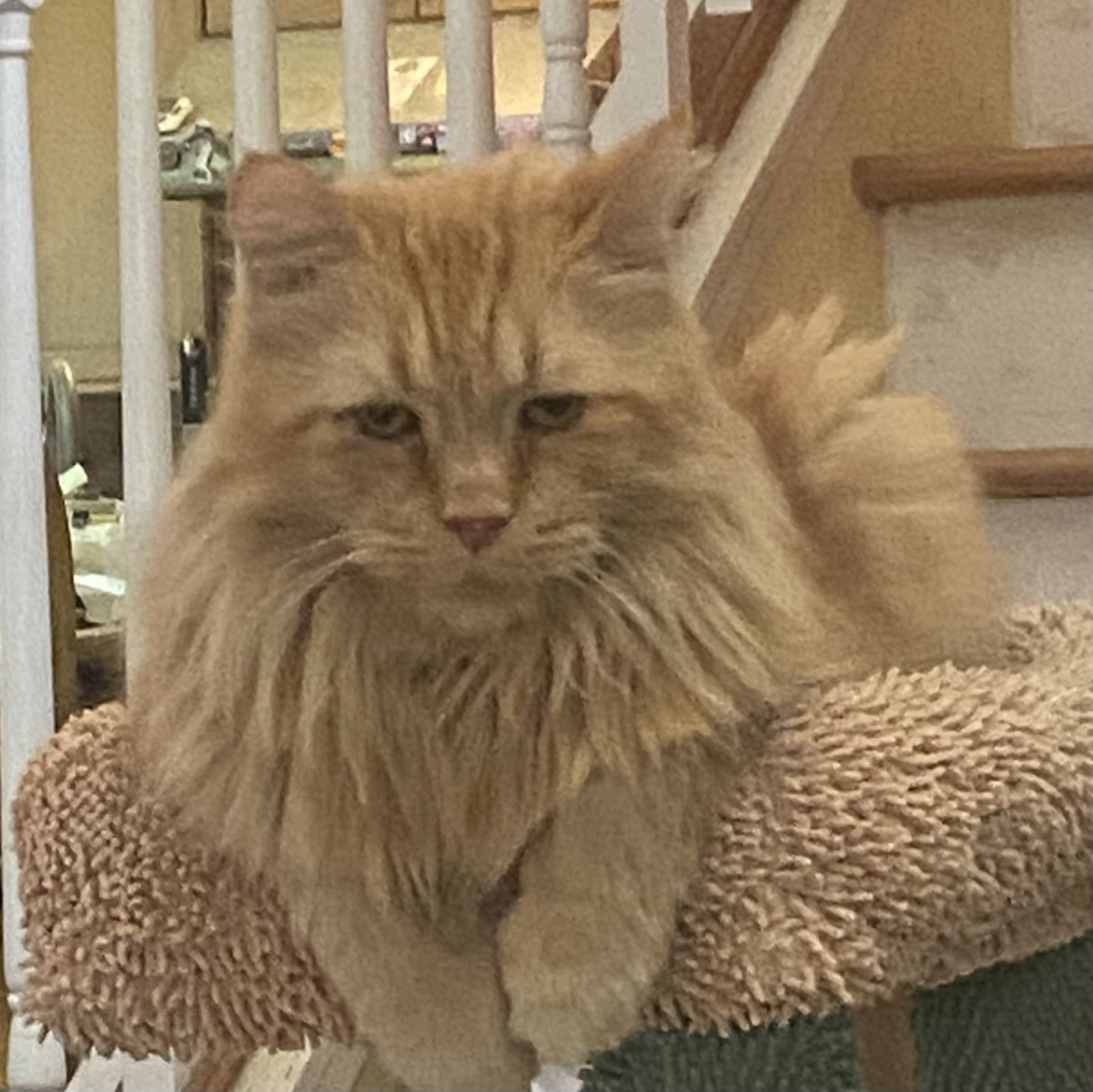 Giovanni, an adoptable Maine Coon, Himalayan in Tampa, FL, 33605 | Photo Image 1