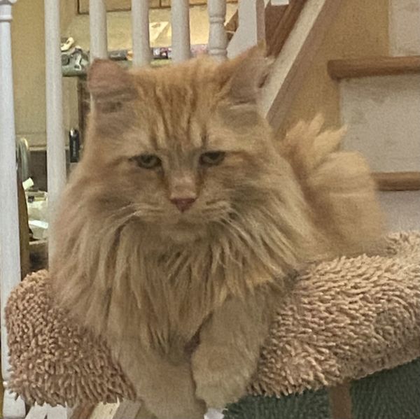 Giovanni