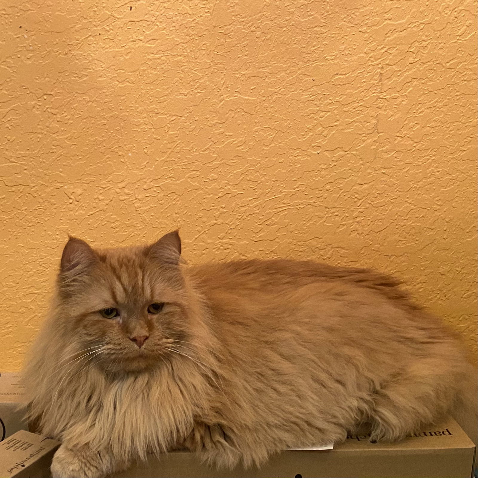 Giovanni, an adoptable Maine Coon, Himalayan in Tampa, FL, 33605 | Photo Image 2