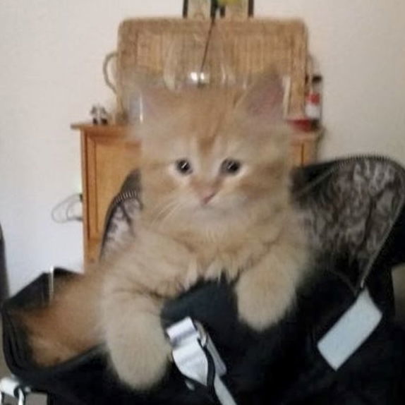 Giovanni, an adoptable Maine Coon, Himalayan in Tampa, FL, 33605 | Photo Image 3