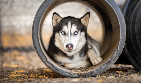 Tundra, an adoptable Siberian Husky in Salem, OR, 97301 | Photo Image 1