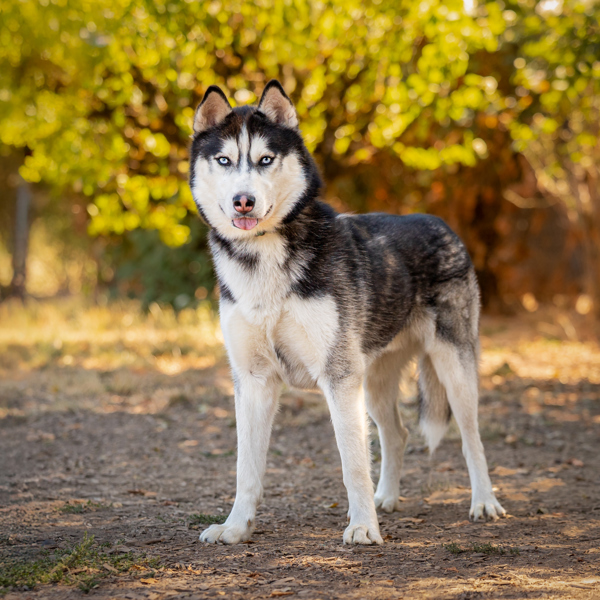Tundra, an adoptable Siberian Husky in Salem, OR, 97301 | Photo Image 2