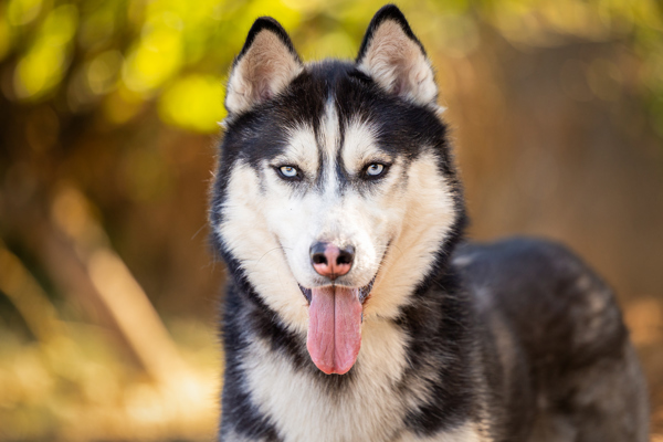 Tundra, an adoptable Siberian Husky in Salem, OR, 97301 | Photo Image 3