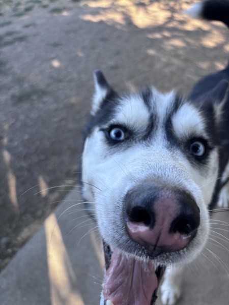 Tundra, an adoptable Siberian Husky in Salem, OR, 97301 | Photo Image 4