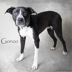 Gonzo