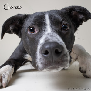Gonzo, an adoptable Australian Cattle Dog / Blue Heeler, Mixed Breed in Ruidoso, NM, 88345 | Photo Image 2