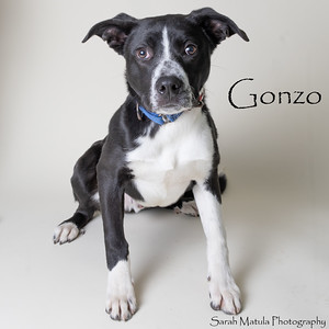 Gonzo, an adoptable Australian Cattle Dog / Blue Heeler, Mixed Breed in Ruidoso, NM, 88345 | Photo Image 3