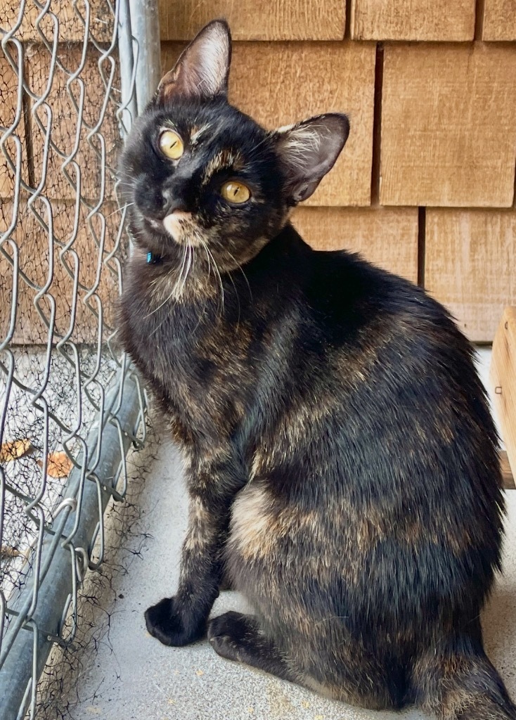 Tani