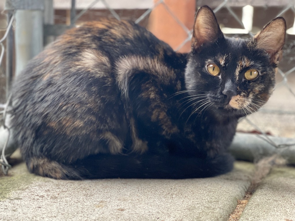 Tani