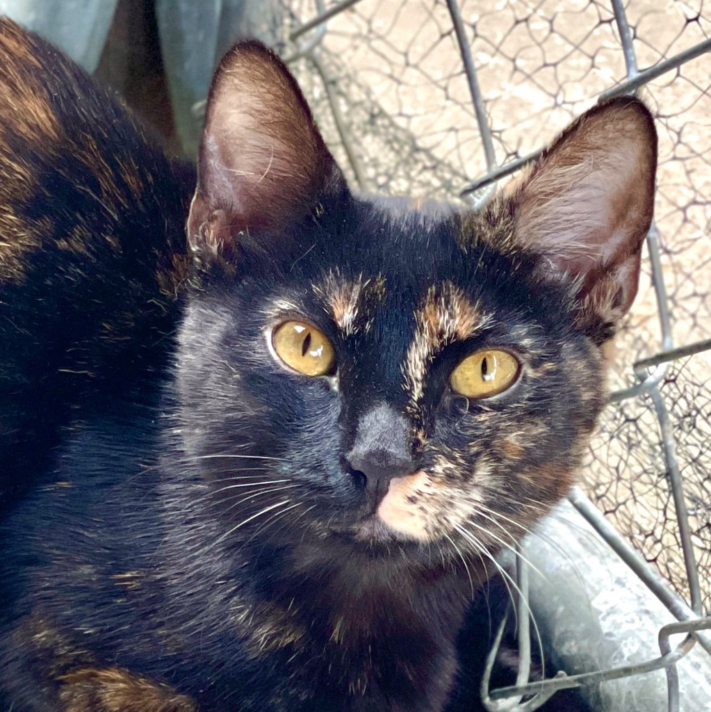 Tani