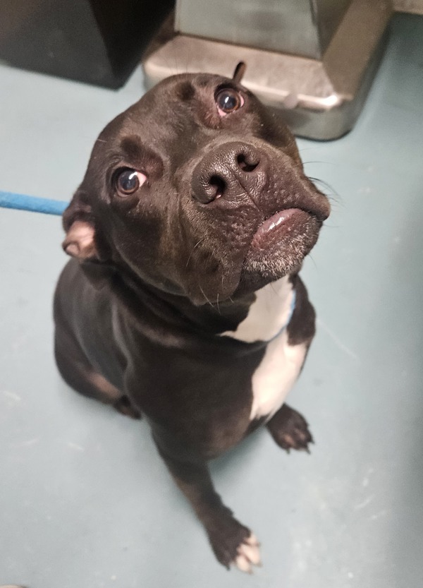 Tux