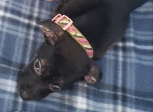 MacK (puppy)