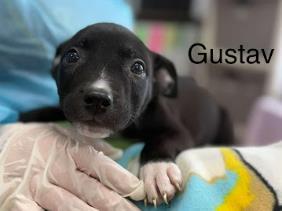 Gustav