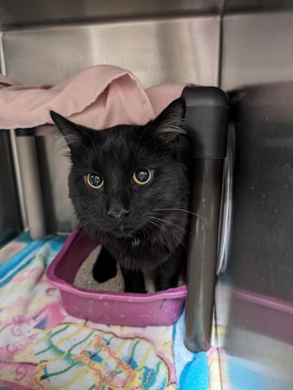 Salem