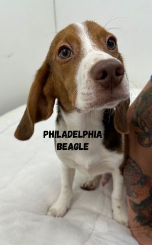 Philadelphia Beagle